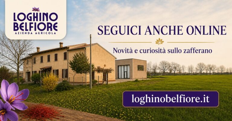 Segui Loghino Belfiore anche online