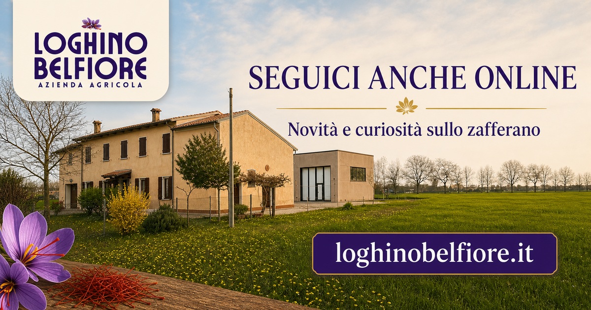 Segui Loghino Belfiore anche online